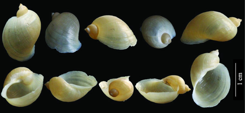 1  现生耳萝卜螺属   radix auricularia  壳体图版